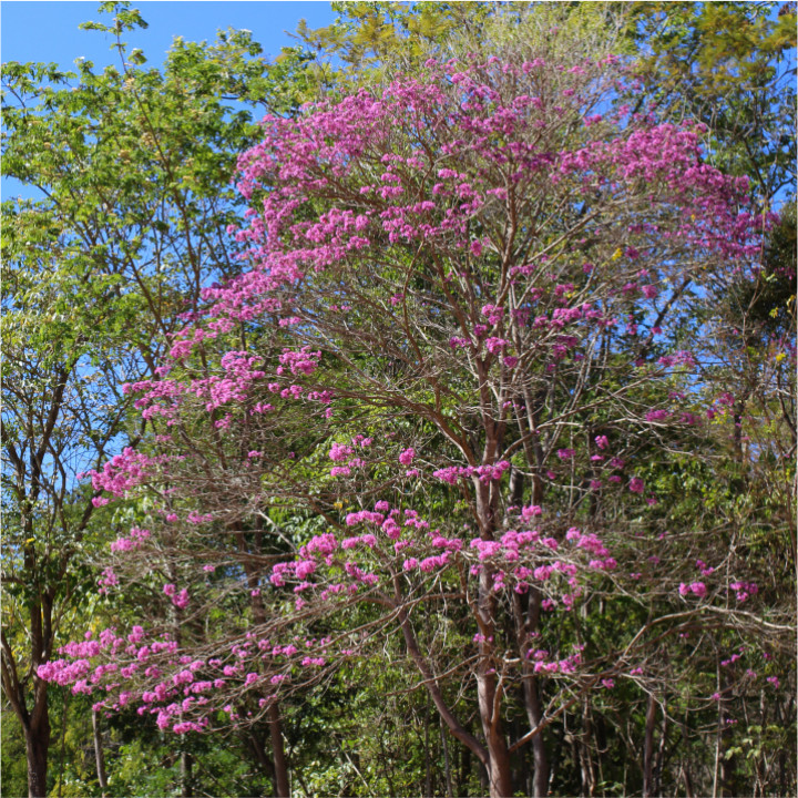 De roze ipê