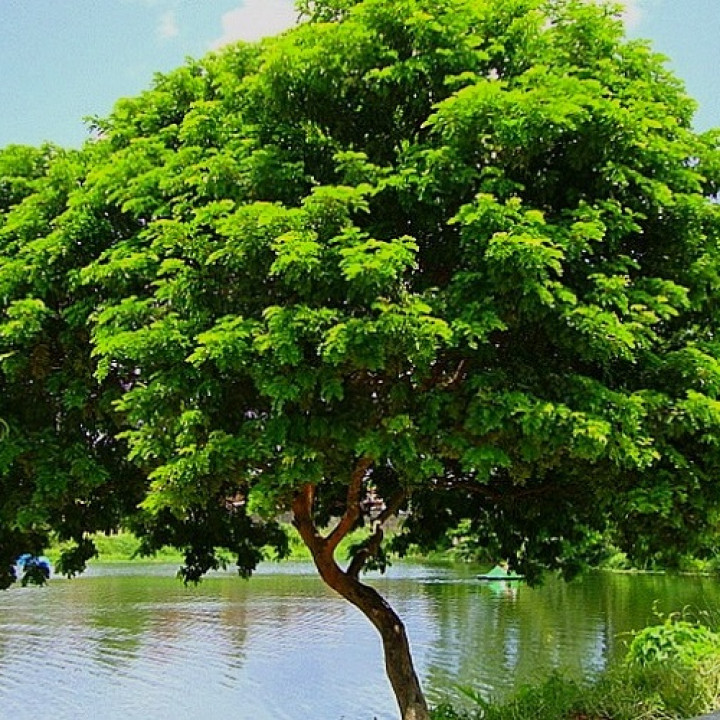Pau Brasil